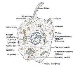 A schematic of a typical human cell